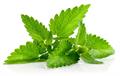 water mint
